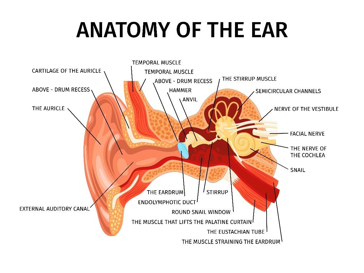 ilustração da anatomia do ouvido 