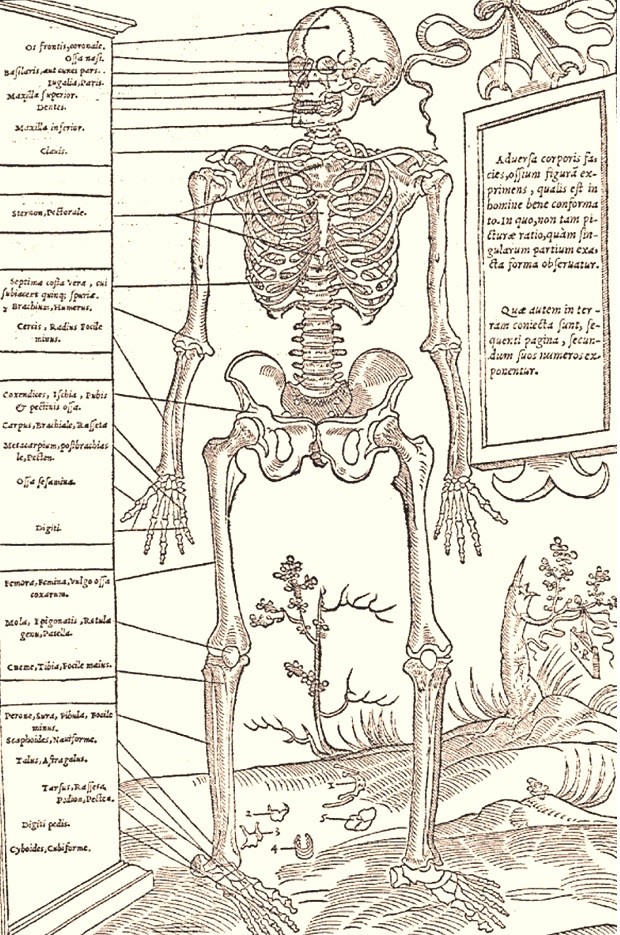 página de livro antigo com esqueleto desenhado