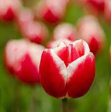 tulipa vermelha com a orla branca