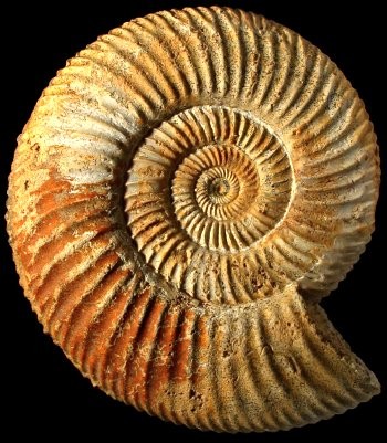 fóssil em formato caracol
