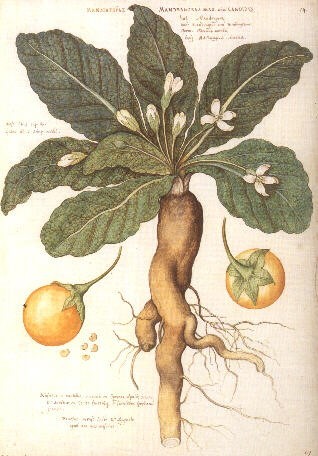 ilustração antiga da planta Mandrágora