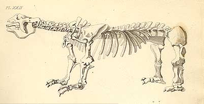 ilustração de esqueleto animal