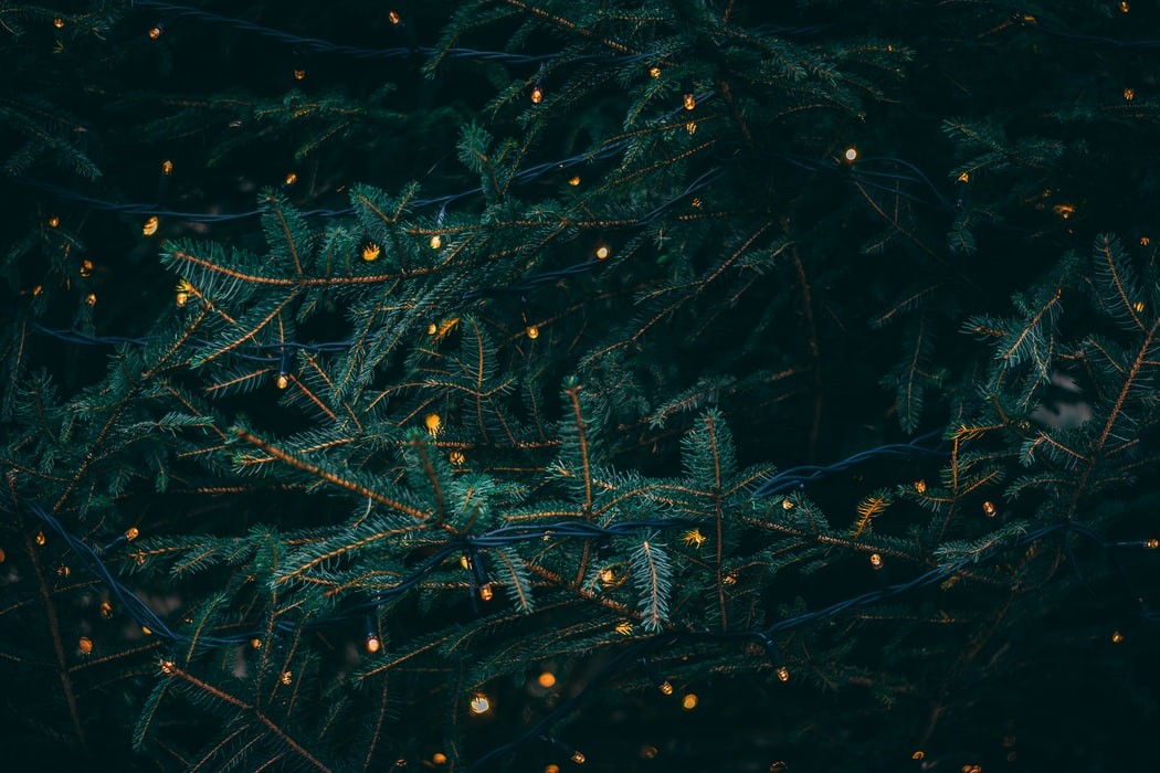 Ramos do pinheiro enfeitado com luzinhas de natal