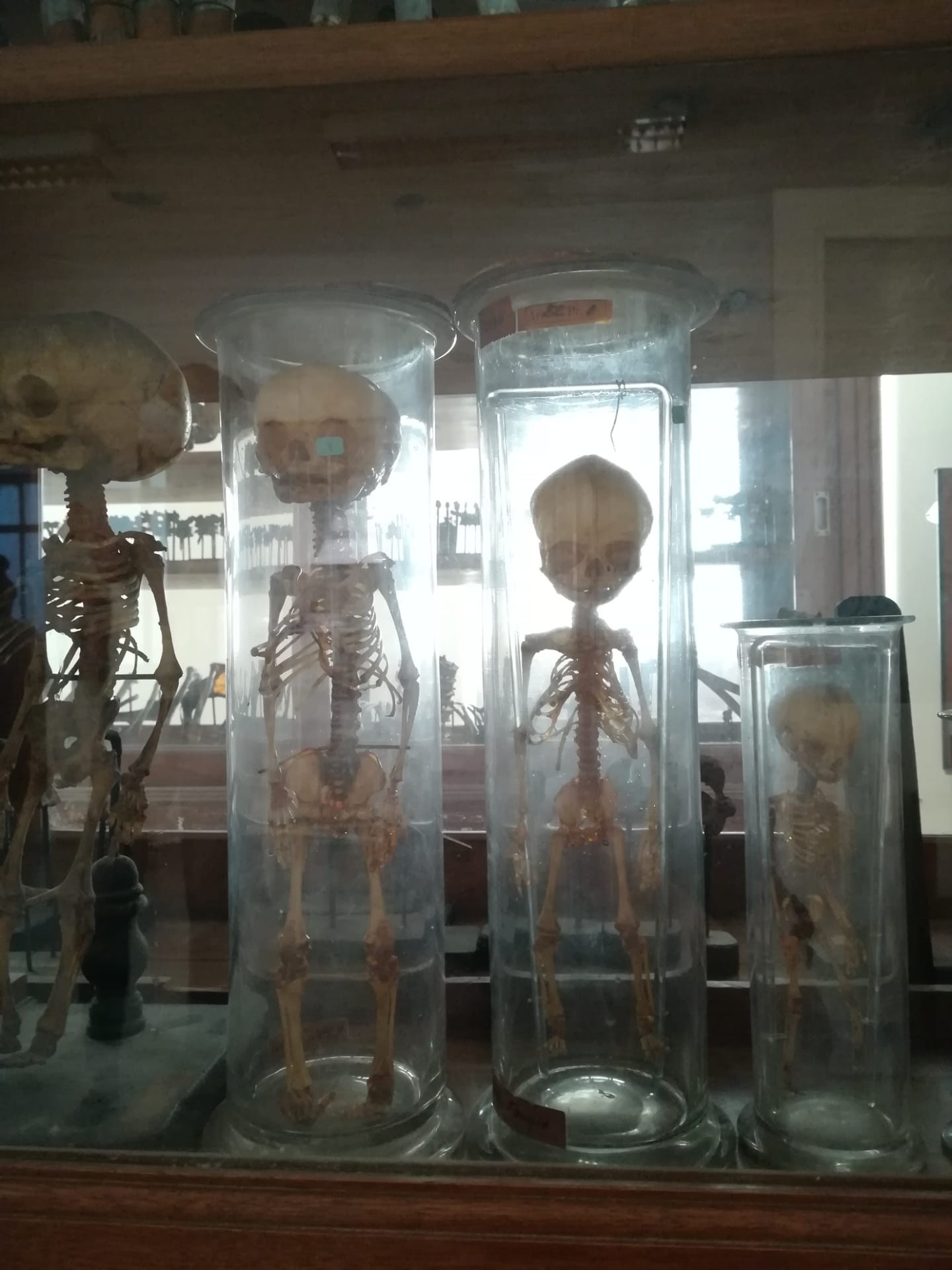 esqueletos pequenos