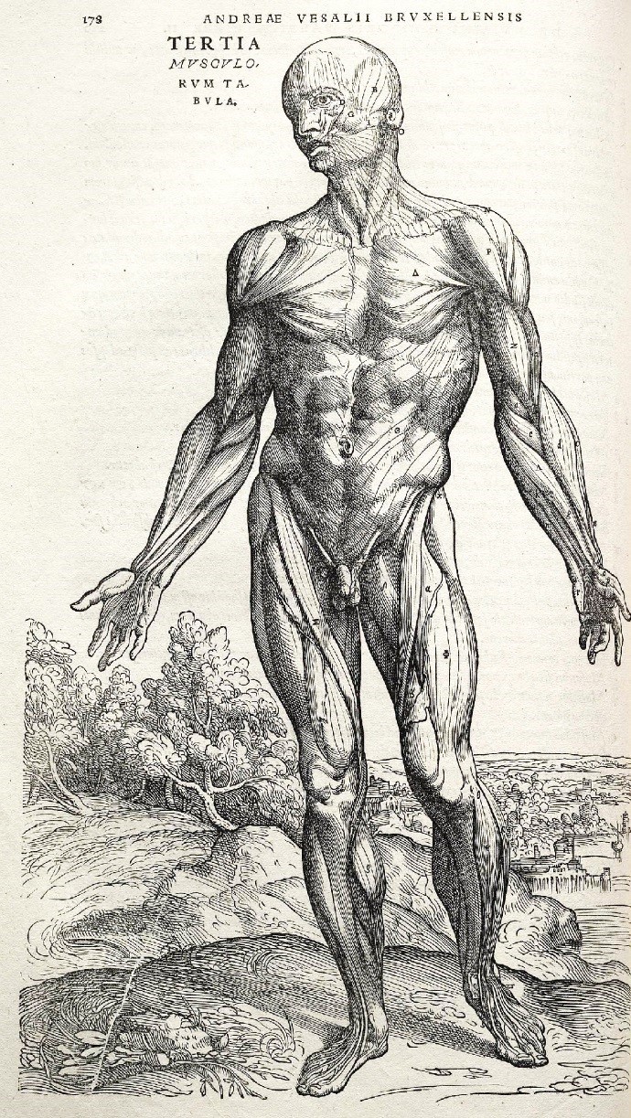imagem da anatomia do corpo humano por Andreas Vesalius 